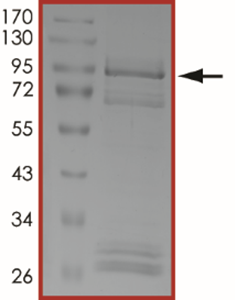 EGFR (C775S T790M L858R), Active